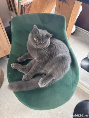 Motan british shorthair - imagine 2 Motan british shorthair - imagine 2