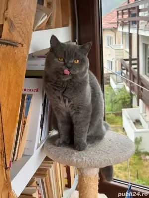 Motan british shorthair - imagine 4 Motan british shorthair - imagine 4