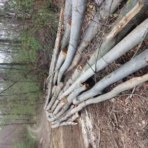 Lemn foc esenta tare