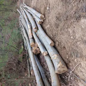 Lemne de foc taiate,sparte si cu transport inclus