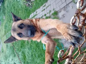 vând catei și caini ciobănesc belgian și german cu pedigri și carnet de sănătate   