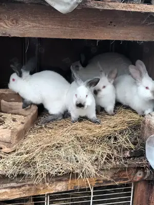 Tineret californian la doua luni - imagine 3