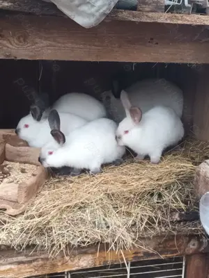 Tineret californian la doua luni