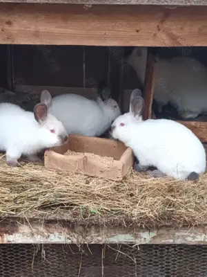 Tineret californian la doua luni - imagine 4