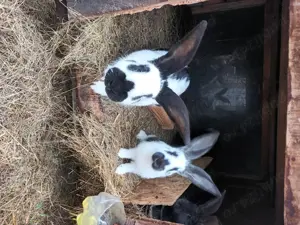 Tineret californian la doua luni - imagine 5