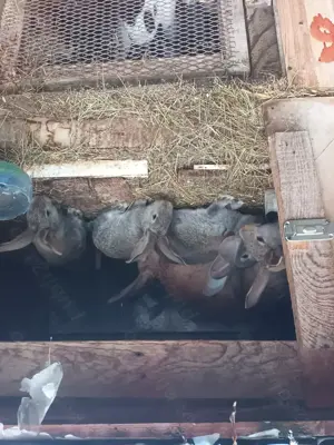 Tineret californian la doua luni - imagine 2