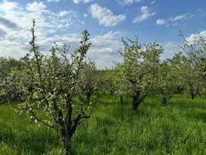 Vânzare teren intravilan de 7533 mp, în Viile Satu Mare