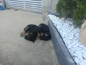 Pui Ciobanesc german  - imagine 2