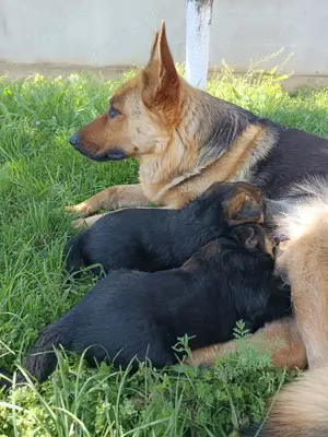 Pui Ciobanesc german  - imagine 3