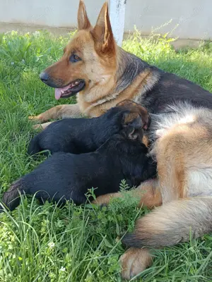 Pui Ciobanesc german 