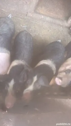 vand șoldani - imagine 3