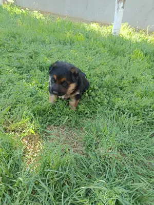 Pui Ciobanesc german  - imagine 4