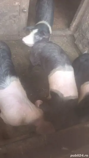 vand șoldani - imagine 2