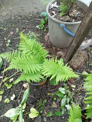 Feriga adaptată de la munte ,planta de umbră și semiumbră. - imagine 2