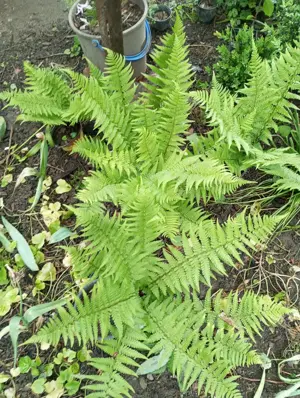 Feriga adaptată de la munte ,planta de umbră și semiumbră. - imagine 3