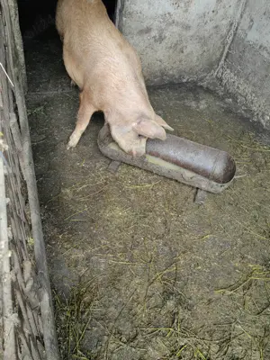 Porci de vanzare.
