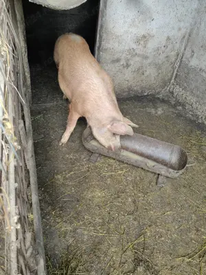 Porci de vanzare. - imagine 4 Porci de vanzare. - imagine 4