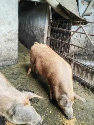 Porci de vanzare. - imagine 2 Porci de vanzare. - imagine 2