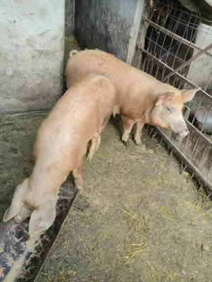 Porci de vanzare. - imagine 3 Porci de vanzare. - imagine 3