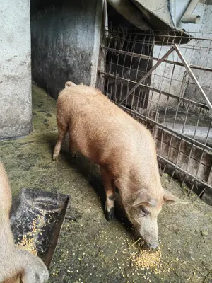 Porci de vanzare. - imagine 5 Porci de vanzare. - imagine 5