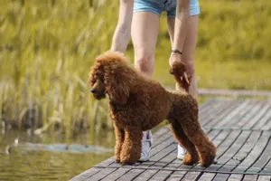 Mascul Pudel cu pedigree