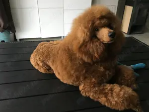 Mascul Pudel cu pedigree - imagine 3