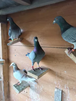 Vand porumbei voiajori