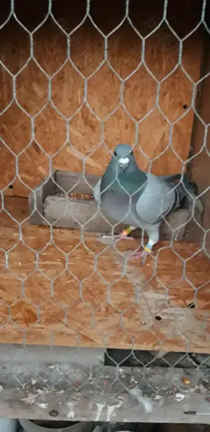 Vand porumbei voiajori - imagine 3 Vand porumbei voiajori - imagine 3