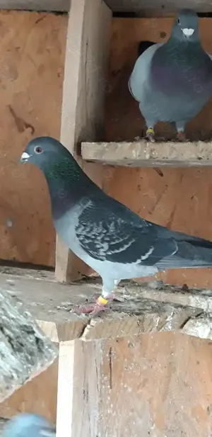 Vand porumbei voiajori - imagine 4 Vand porumbei voiajori - imagine 4