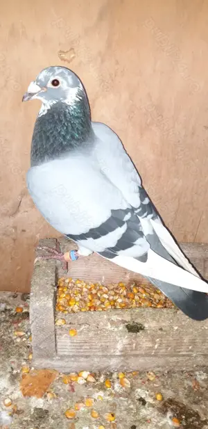 Vand porumbei voiajori - imagine 2 Vand porumbei voiajori - imagine 2