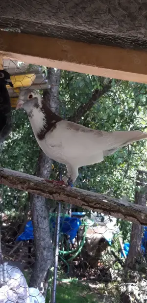 Vand porumbei voiajori - imagine 5 Vand porumbei voiajori - imagine 5