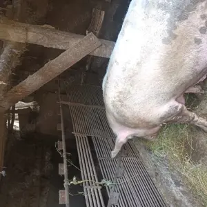 Scroafa de vanzare - imagine 2