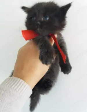 Puiuț British Shorthair black chocolate 