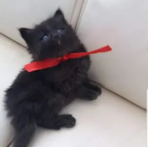 Angora Turcească neagră. Asigur transport  - imagine 4