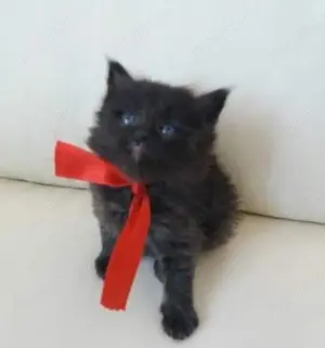 Puiuț British Shorthair black chocolate  - imagine 3