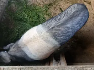 Scroafa tanara - imagine 4