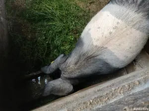 Scroafa tanara - imagine 2