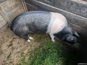 Scroafa tanara - imagine 3