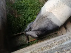 Scroafa tanara - imagine 5