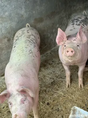 vand porci - imagine 2