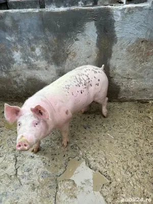 vand porci - imagine 4