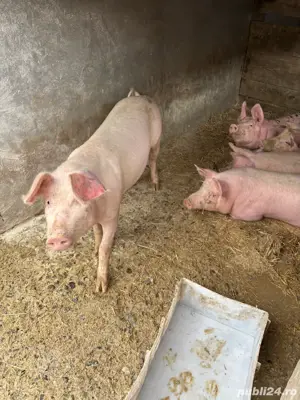 vand porci - imagine 3