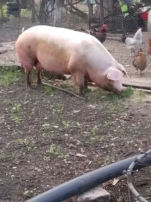 Vând scroafa rasa landras 