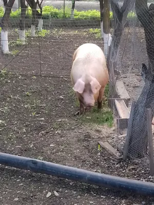 Vând scroafa rasa landras  - imagine 2