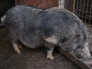 VIER Vietnamez - Porc Mare de 70-80 Kg - Ofer pentru Montă sau Vânzare - Rasă de Porci Vietnamezi