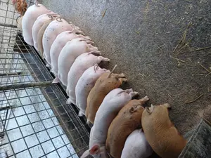 Disponibili  - imagine 3