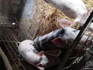 vand Scroafe-porcii - imagine 4