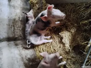 vand Scroafe-porcii - imagine 3