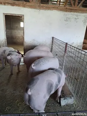Porci de Crăciun