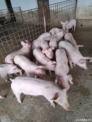 Porci si purcei de carne